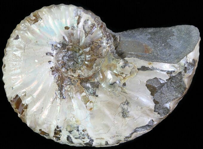Hoploscaphites Ammonite - South Dakota #62596